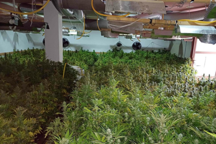 Policija u blizini Despotovca otkrila laboratoriju za uzgoj marihuane