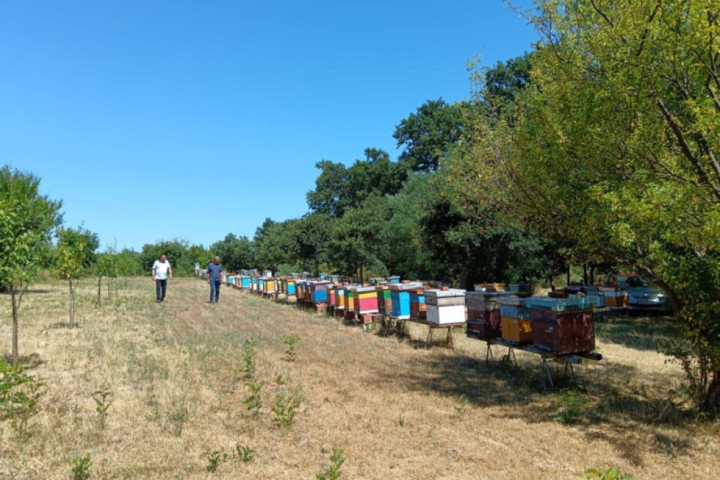 Promena klime i upotreba pesticida dovela do pomora pčela, pčelari sve zabrinutiji