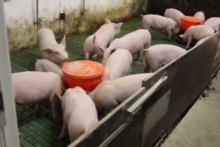 U našoj zemlji aktivna tri žarišta afričke kuge, eutanazirano 255 svinja u 44 gazdinstva