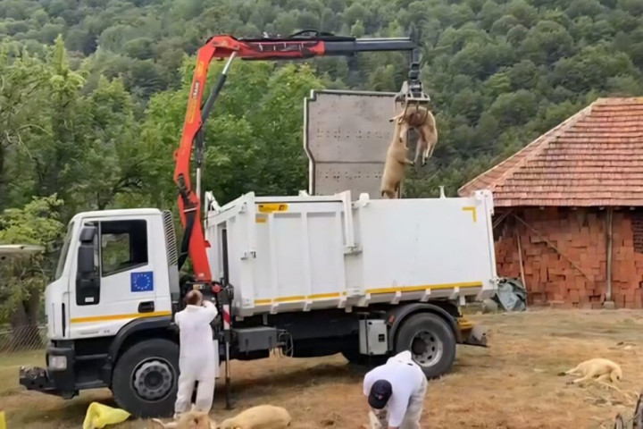 Bolest plavog jezika potvrđena u Bosilegradu, zdravlje ljudi nije ugroženo