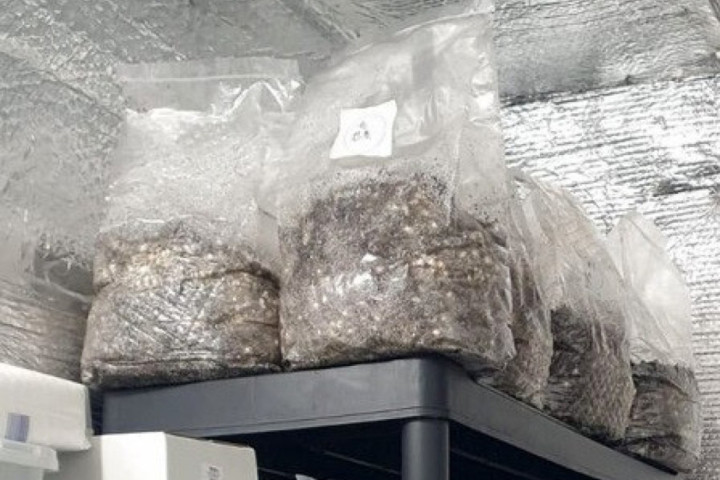 Bečej: Otkrivene laboratorije za uzgoj psihoaktivnih pečurki, uhapšena dvojica osumnjičenih