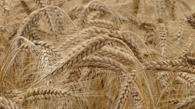 Pala cena pšenice, najniža u poslednje četiri godine