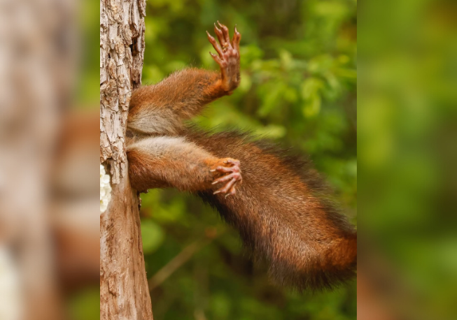 Objavljene slike dobitnika nagrada za "Nikon Comedy Wildlife"